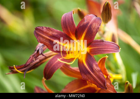 Daylilie Hemerocallis 'Brünett' Daylilies Stockfoto