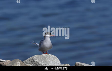 Arktischseeschwalbe, auf Felsen stehend, Meereshintergrund Stockfoto