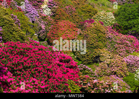 Schöne Rhododendron in nationalen Nationalpark in Italien Stockfoto