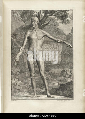 . Englisch: Autor: Schmidt, Bernhard Siegried, 1697-1770. Artist: Wandelaar, Jan, 1690-1759. Graveure: Charles Grignion (1717-1810); Jean-Baptiste Scotin (b. 1678); Ludovico-Antonio Ravenet (Fl. 1751); und Louis-Pierre Boitard (Fl. 1750). Titel: Tabulae sceleti et musculorum corporis Humani. Titel, wie es auf der Titelseite erscheint: Bernardi Siegfried Albini Tabulae sceleti et musculorum corporis Humani. Publikation: Londini: Typis H. Woodfall, impensis Johannis et Pauli Knapton, M.DCC. Xlix. [1749]. Sortierung: [94] S., XXV [d. h. 40] Blätter der Platten; 72 cm. Allgemeine Hinweise: Erste in Le veröffentlicht. Stockfoto