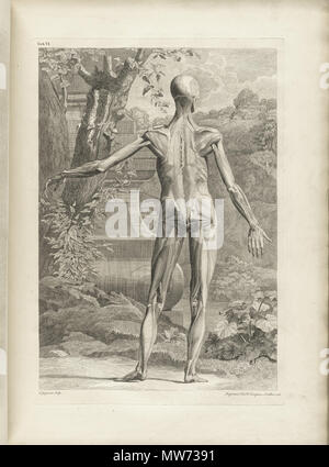 . Englisch: Autor: Schmidt, Bernhard Siegried, 1697-1770. Artist: Wandelaar, Jan, 1690-1759. Graveure: Charles Grignion (1717-1810); Jean-Baptiste Scotin (b. 1678); Ludovico-Antonio Ravenet (Fl. 1751); und Louis-Pierre Boitard (Fl. 1750). Titel: Tabulae sceleti et musculorum corporis Humani. Titel, wie es auf der Titelseite erscheint: Bernardi Siegfried Albini Tabulae sceleti et musculorum corporis Humani. Publikation: Londini: Typis H. Woodfall, impensis Johannis et Pauli Knapton, M.DCC. Xlix. [1749]. Sortierung: [94] S., XXV [d. h. 40] Blätter der Platten; 72 cm. Allgemeine Hinweise: Erste in Le veröffentlicht. Stockfoto