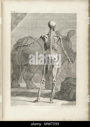 . Englisch: Autor: Schmidt, Bernhard Siegried, 1697-1770. Artist: Wandelaar, Jan, 1690-1759. Graveure: Charles Grignion (1717-1810); Jean-Baptiste Scotin (b. 1678); Ludovico-Antonio Ravenet (Fl. 1751); und Louis-Pierre Boitard (Fl. 1750). Titel: Tabulae sceleti et musculorum corporis Humani. Titel, wie es auf der Titelseite erscheint: Bernardi Siegfried Albini Tabulae sceleti et musculorum corporis Humani. Publikation: Londini: Typis H. Woodfall, impensis Johannis et Pauli Knapton, M.DCC. Xlix. [1749]. Sortierung: [94] S., XXV [d. h. 40] Blätter der Platten; 72 cm. Allgemeine Hinweise: Erste in Le veröffentlicht. Stockfoto