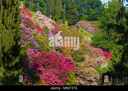 Schöne Rhododendron in nationalen Nationalpark in Italien Stockfoto