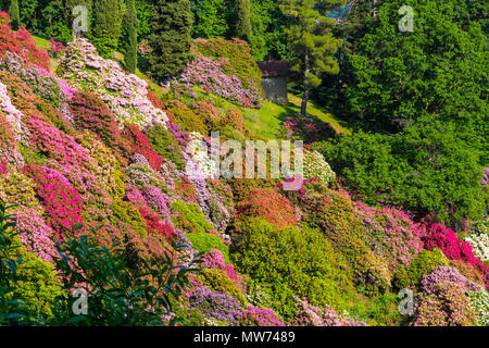 Schöne Rhododendron in nationalen Nationalpark in Italien Stockfoto