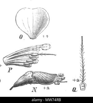 . Abbildung aus dem Buch. 1891. Paul Hermann Wilhelm Taubert (1862-1897) 42 Amorpha fruticosa Taub 115 e Stockfoto