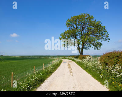 Ein Kalkstein Feldweg in der Nähe von einem ausgereiften Esche und hawthorn Hecke mit Weizenfeldern und Wildblumen unter einem blauen Himmel in der Nähe von Yorkshire Wolds Krieg Stockfoto