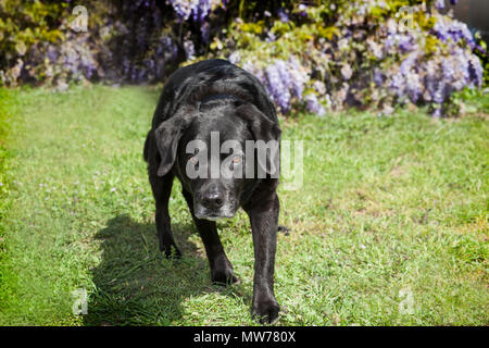 Diese alten, schwarzen Labrador Retriever schleicht sich zu etwas. Er erscheint in einem Jagd Mode zu sein. Es ist Sommerzeit mit viel Sonnenschein. Stockfoto