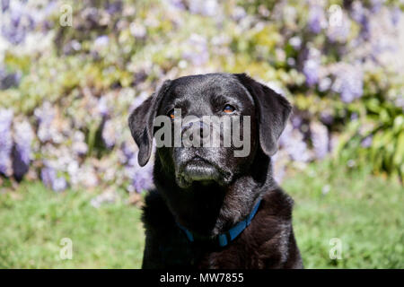 Senior schwarzer Labrador Retriever sitzt auf seine Rechte im Freien. Er ist ruhig und erholsam. Er sitzt vor lila Glyzinien. Stockfoto