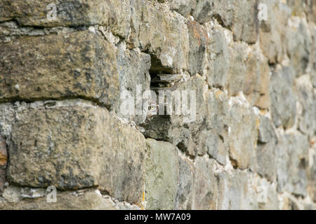 Eine kleine Eule (UK) lugen aus einer Öffnung in der Steinmauer einer Scheune. Stockfoto