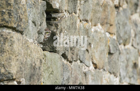 Eine kleine Eule (UK) lugen aus einer Öffnung in der Steinmauer einer Scheune. Stockfoto