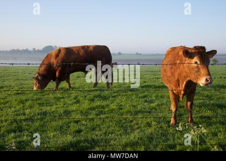 Limousin Rinder: ein Bulle und eine Kuh grasen in der Morgensonne Stockfoto