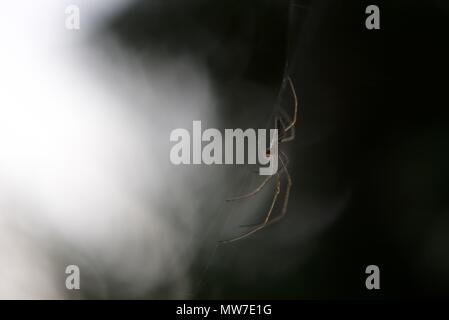 Stretch Spinne (tetragnathidae): Ein einzelner Strecken, oder lange Backen Orb Weaver Spider auf seiner Web Stockfoto