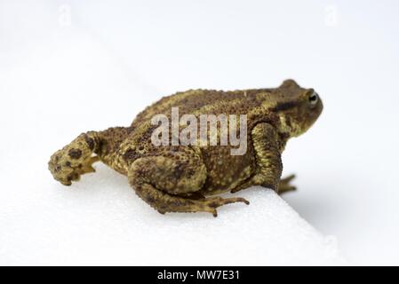 Erdkröte (Bufo bufo): ein islolated Erdkröte auf weißem Hintergrund Stockfoto