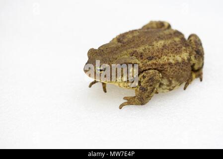 Erdkröte (Bufo bufo): ein islolated Erdkröte auf weißem Hintergrund Stockfoto