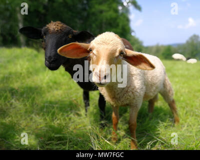 Ein weißes und ein schwarzes Baby Sheep stehen auf der grünen Wiese. Stockfoto