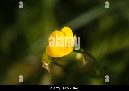 Eine Butterblume am späten Abend Sonne. Stockfoto