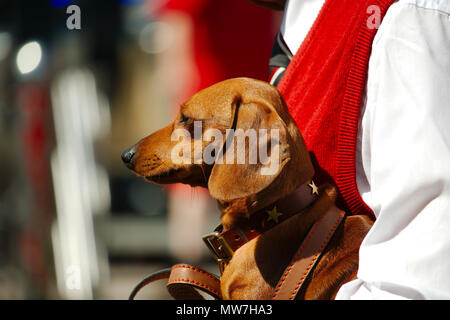 Ein Porträt von Dackel Hund, trägt einen smart Kragen, aufmerksam, während durchgeführt werden. Stockfoto
