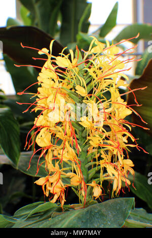 Nahaufnahme der Blüten einer Kahili Ginger Pflanzen in voller Blüte. Stockfoto