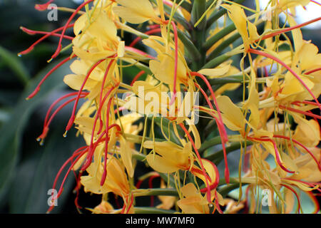 Nahaufnahme der Blüten einer Kahili Ginger Pflanzen in voller Blüte. Stockfoto