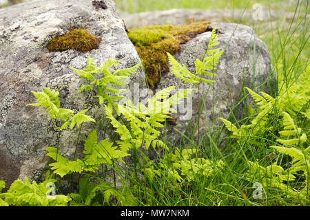 Farne wachsen im Gras gegen Moos bedeckt. Stockfoto