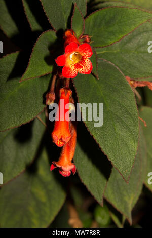 Rote Trompete (Kohleria eriantha) Stockfoto