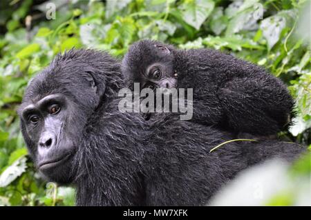 Baby Mountain Gorilla schlafen auf Mom's zurück Stockfoto