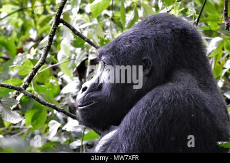 Silverback Mountain Gorilla im Profil Stockfoto