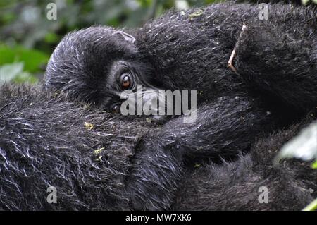 Baby Mountain Gorilla Verlegung auf Mom's zurück Stockfoto