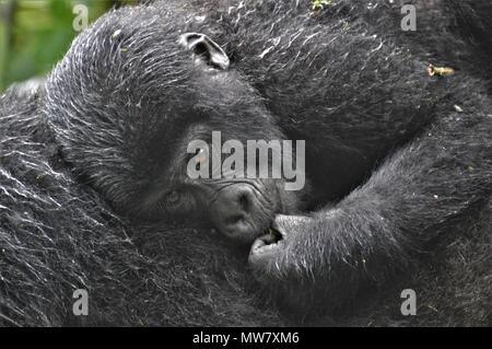 Baby Mountain Gorilla in die Kamera starrt Stockfoto