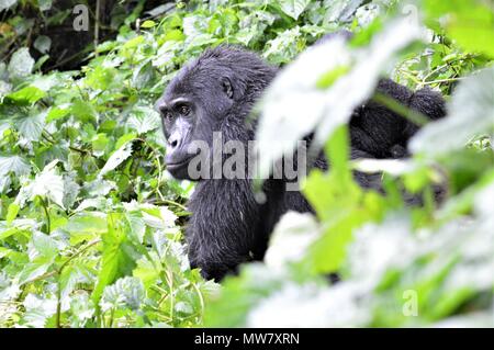 Silverback Mountain Gorilla Trekking im Bwindi, Uganda beobachten Stockfoto