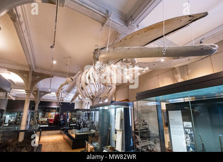 Blick auf Skelett der Tay Wale (buckelwale) innerhalb der McManus Kunstgalerie und Museum in Dundee, Tayside, Schottland, Großbritannien Stockfoto