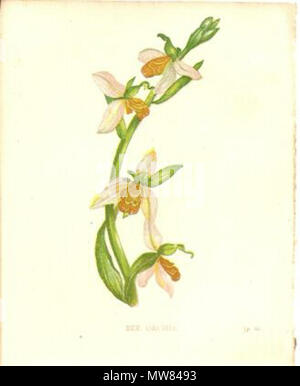 . Dies ist ein chromolithograph von Anne Pratt 1806 - 1893. Der Künstler wurde in Strood Kent geboren. Das Bild ist eines Bienen-ragwurz Ophrys apifera. 1852. Anne Pratt 48 AnnePrattBeeOrchid Stockfoto
