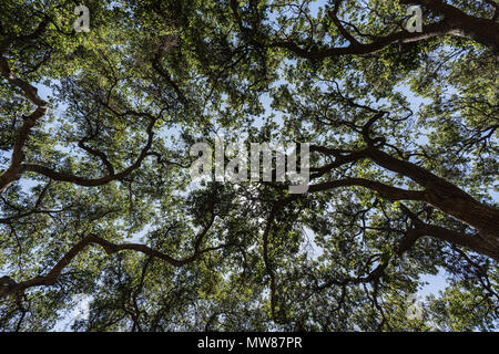 Blick nach oben von Old Oak Tree grove Vordach an Corriganville Park in Simi Valley, Kalifornien. Stockfoto