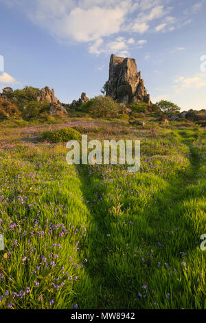 Bluebells bei Roche Rock Stockfoto