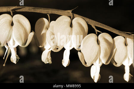 Herz geformte Blüten der blutende Herz pflanze baumelnd auf seiner Branche. Fertig ist sepia Ton Stockfoto