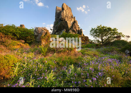 Frühling Blumen bei Roche Rock Stockfoto