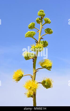 Jahrhundert blühenden Pflanze, Agave Americana, Glorietta Canyon, Anza-Borrego Desert State Park, CA, USA 120328 70726 Stockfoto