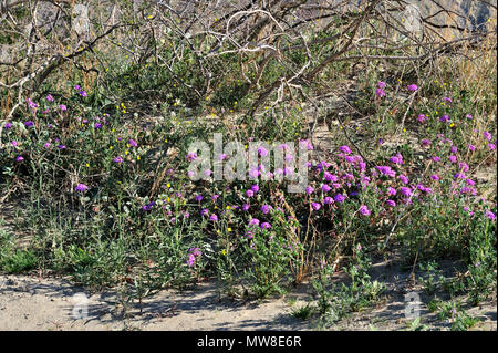 Sand Verbena, Abronia villosa, Nachtkerze, Camissonia californica, Coyote Creek, Anza-Borrego Desert State Park, CA 090301 33930 Stockfoto