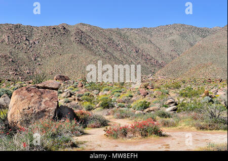 Granit Felsen, Wüste, Chicoree, Chuparosa, Ocotillo, Glorietta Canyon, Anza-Borrego Desert State Park, CA 100327 35114 Stockfoto