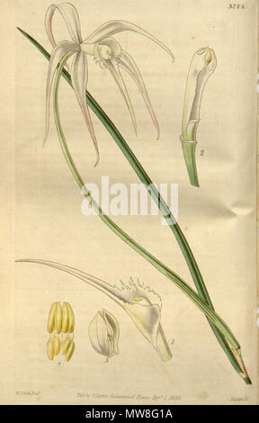 . Abbildung: Brassavola cucullata (syn. Brassavola Cuspidata). 1840. Walter Hood Fitch (1817-1892) Del., Swan sc. 96 Brassavola cucullata (als Brassavola Cuspidata) - Curtis '66 (K.A. 13) pl. 3722 (1840) Stockfoto