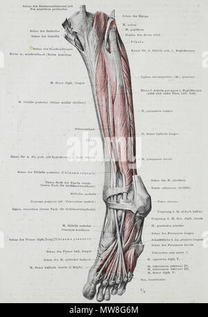 . Englisch: Eine anatomische Abbildung kann von der deutschen Ausgabe 1921 der Anatomie des Menschen: ein Lehrbuch für Studierende und Ärzte mit lateinischen Terminologie. 30 November 2013, 13:14:08. Braus, Hermann 96 Braus 1921 299 Stockfoto