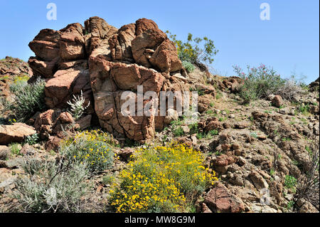 Red metamorphe Granite, Brittlebush, Wüste, Lavendel, Glorietta Canyon, Anza-Borrego Desert State Park, CA 100327 35158 Stockfoto