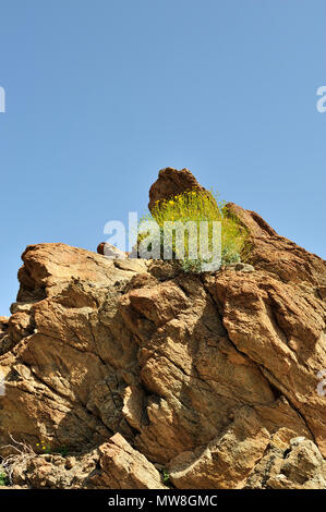 Red metamorphe Granite, Brittlebush, Incienso, Goldenhills, Encelia Farinosa, Glorietta Canyon, Anza-Borrego Desert State Park, CA 100327 35155 Stockfoto