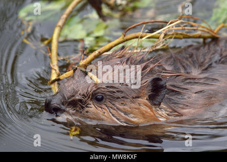 Eine Nahaufnahme Bild einer jungen Biber (Castor Canadensis), Schwimmen durch das Wasser ziehen einzuordnen, als Essen in seinem Teich an Hinton Alberta zu speichern Stockfoto