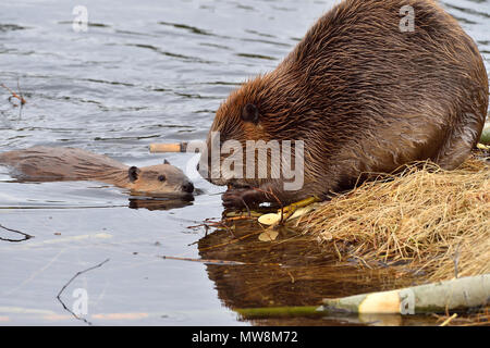 Eine Mutter Biber (Castor Canadensis); Nibbeln auf einigen zarten jungen Aspen Äste, während ihr Nachwuchs am Ufer des Sees in Maxwell Hallo sieht Stockfoto