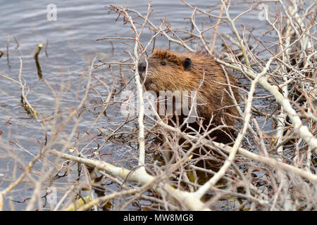 Eine junge Biber "Castor canadenis'; bis auf einige Aspen Bäume, die als Nahrungsquelle eingelöst wurden. Stockfoto
