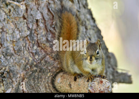 Ein rotes Eichhörnchen "Tamiasciurus hudsonicus'; auf Zweig einer Spruce Tree in ländlichen Alberta Kanada gehockt Stockfoto