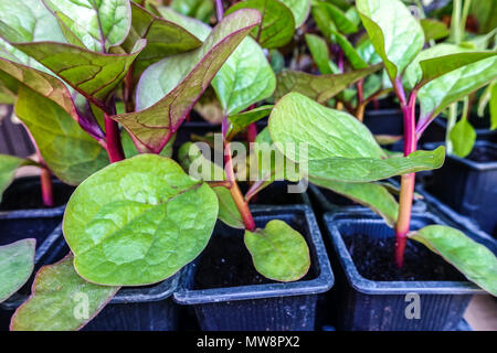 Gemüsesämlinge, Basella rubra, Malabar Spinat, Rebspinat, Rotweinspinat, Kletterspinat, kriechender Spinat Stockfoto