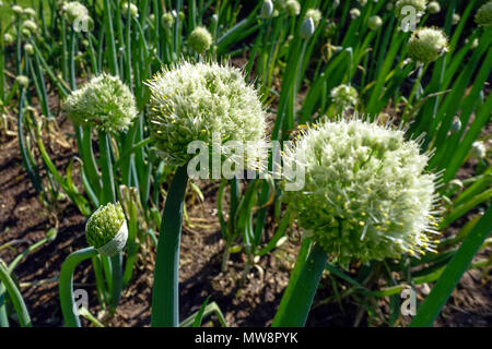 Allium fistulosum, Winterheckenzwiebel, lange grüne Zwiebel Stockfoto