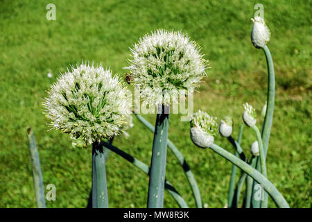 Allium fistulosum, walisische Zwiebeln, Zwiebeln, lange grüne Zwiebeln Walisische Zwiebelblüte Stockfoto